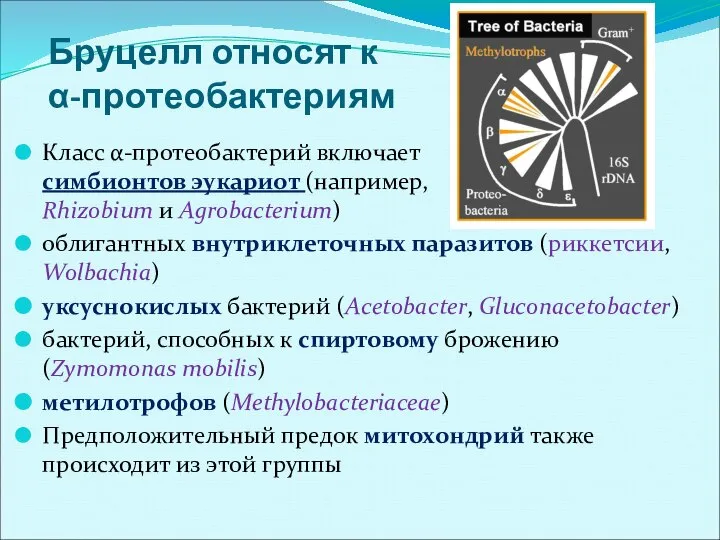 Бруцелл относят к α-протеобактериям Класс α-протеобактерий включает симбионтов эукариот (например, Rhizobium и