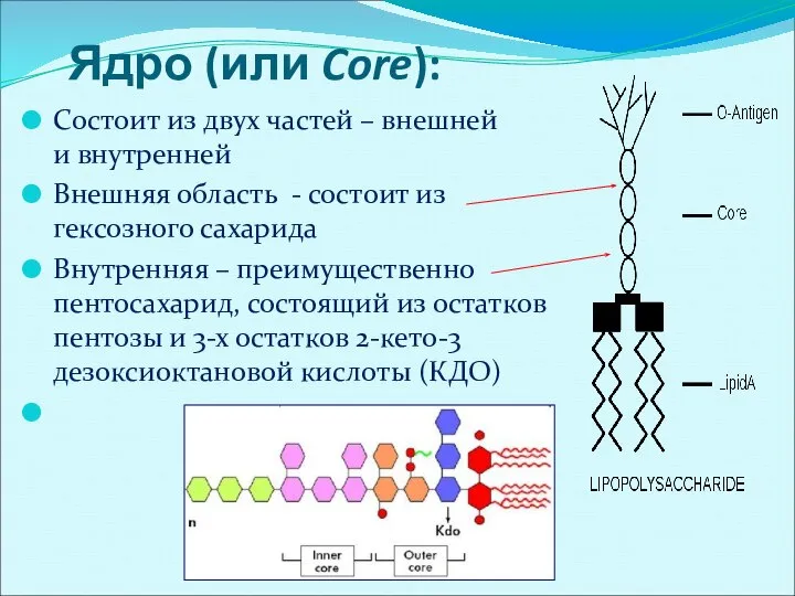 Ядро (или Core): Состоит из двух частей – внешней и внутренней Внешняя