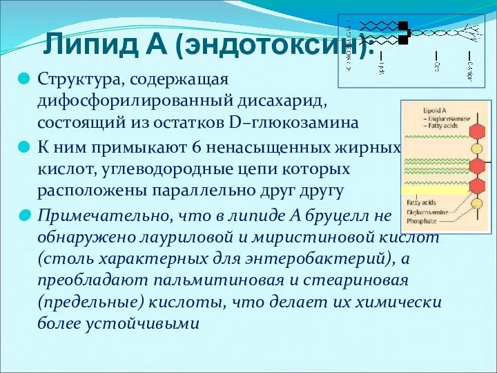 Липид А (эндотоксин): Структура, содержащая дифосфорилированный дисахарид, состоящий из остатков D–глюкозамина К