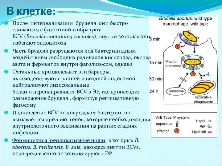 После интернализации бруцелл они быстро сливаются с фагосомой и образуют BCV (Brucella-containing