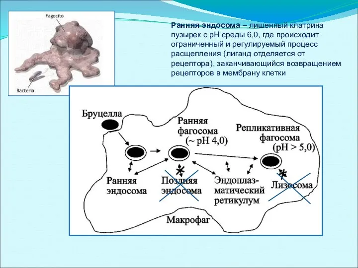 Ранняя эндосома – лишенный клатрина пузырек с рН среды 6,0, где происходит