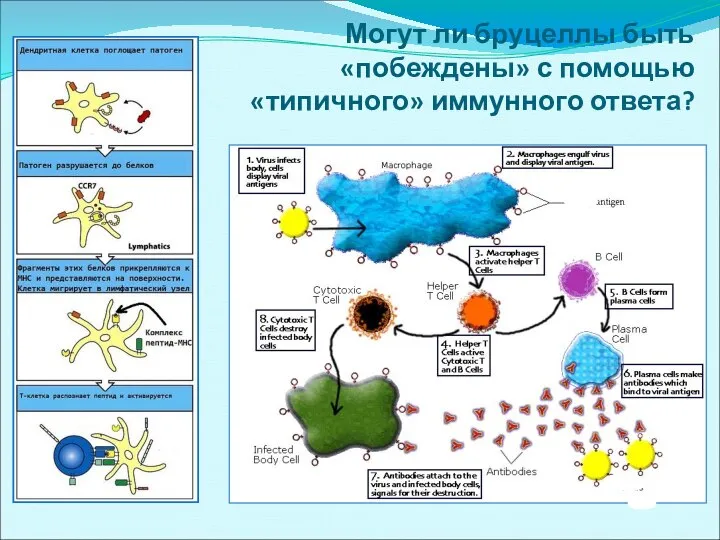 Могут ли бруцеллы быть «побеждены» с помощью «типичного» иммунного ответа?