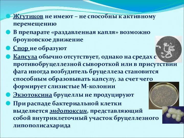 Жгутиков не имеют – не способны к активному перемещению В препарате «раздавленная