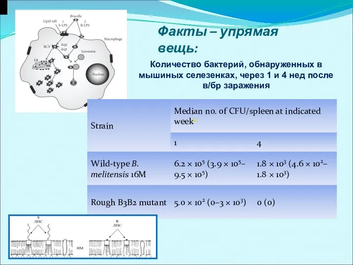 Количество бактерий, обнаруженных в мышиных селезенках, через 1 и 4 нед после