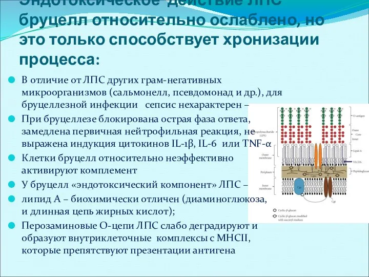 Эндотоксическое действие ЛПС бруцелл относительно ослаблено, но это только способствует хронизации процесса: