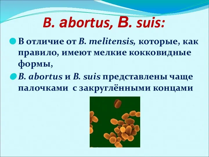 B. аbortus, В. suis: В отличие от В. melitensis, которые, как правило,