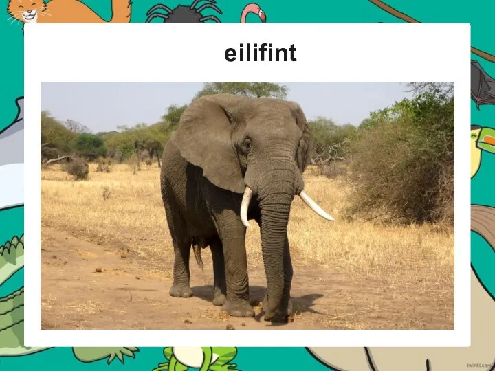 eilifint