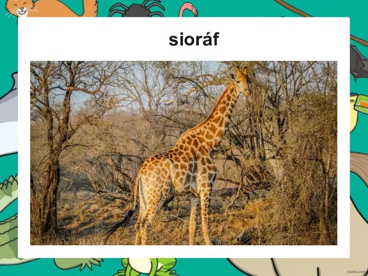 sioráf