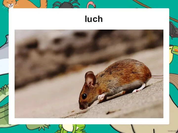 luch