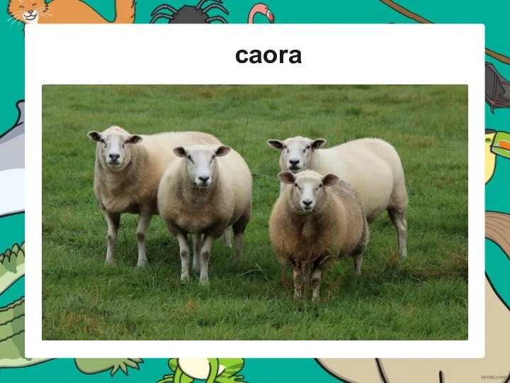 caora