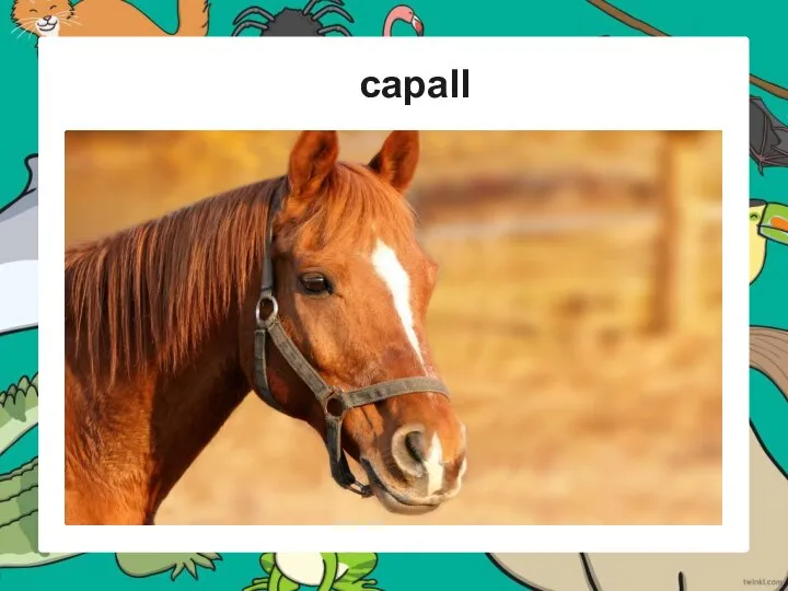 capall