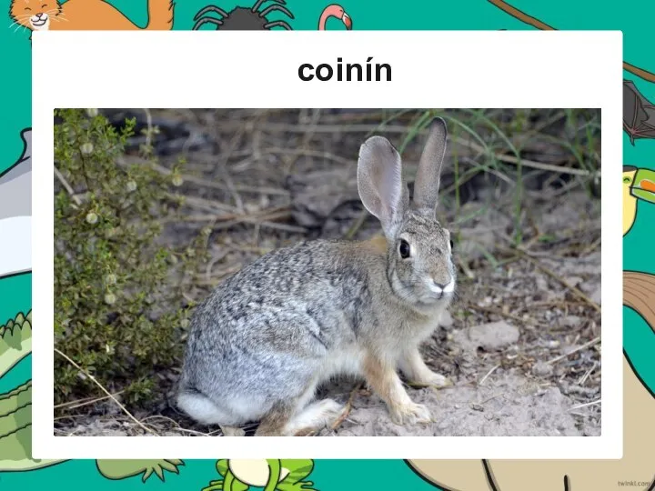 coinín