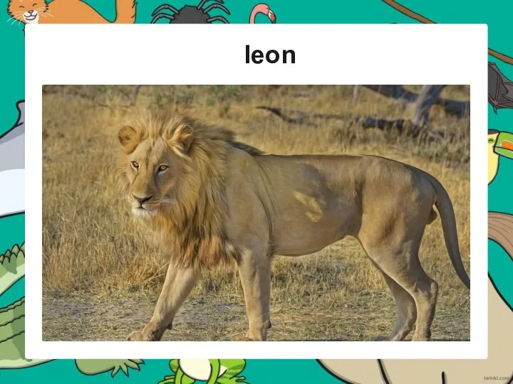 leon