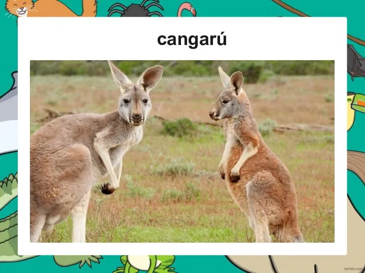 cangarú