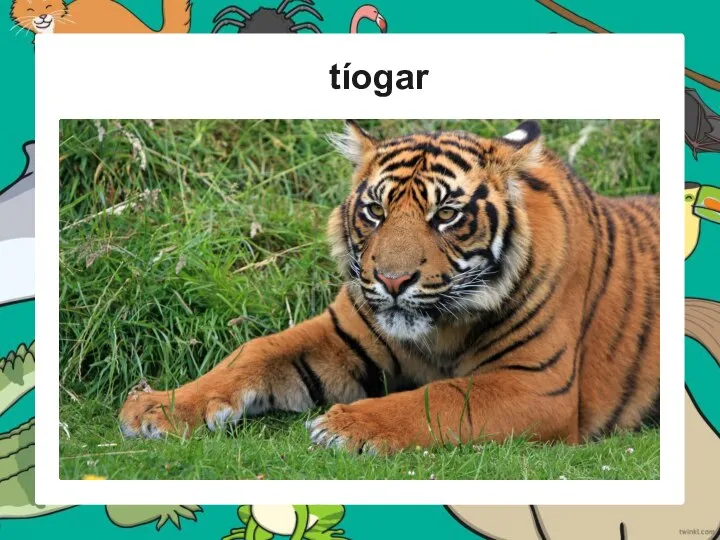 tíogar