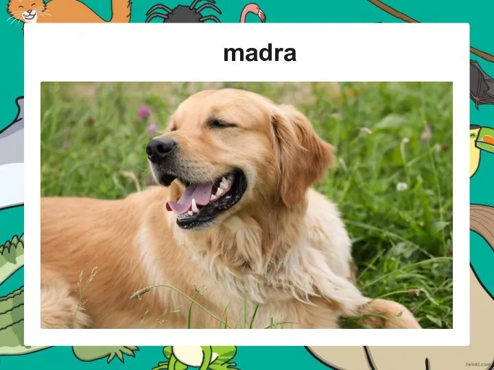 madra