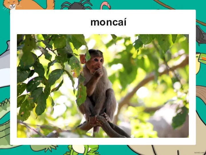 moncaí