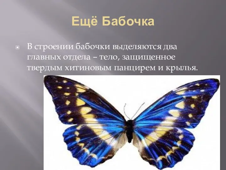 Ещё Бабочка В строении бабочки выделяются два главных отдела – тело, защищенное