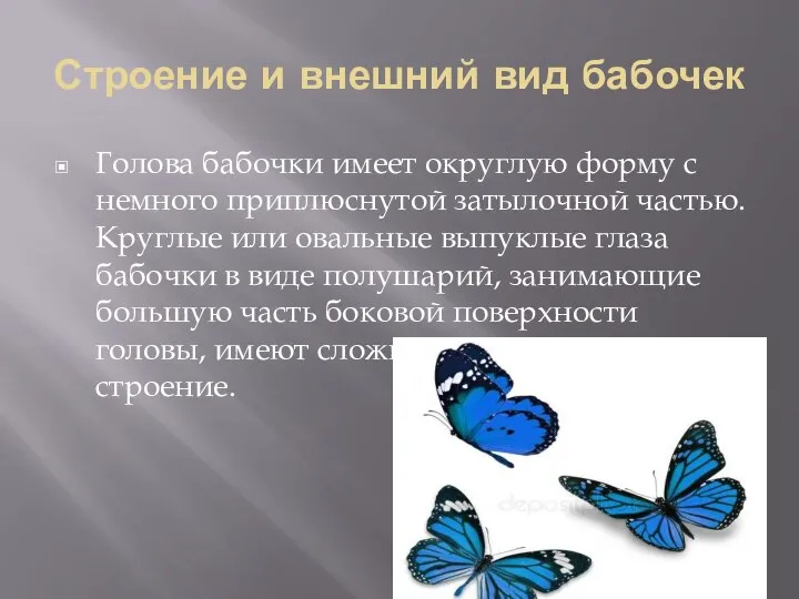 Строение и внешний вид бабочек Голова бабочки имеет округлую форму с немного