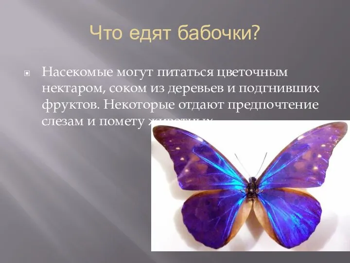 Что едят бабочки? Насекомые могут питаться цветочным нектаром, соком из деревьев и
