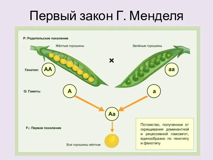 Первый закон Г. Менделя