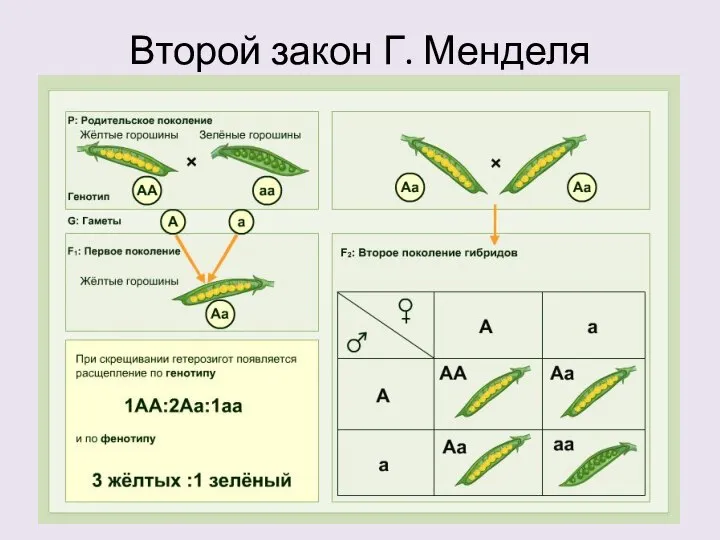 Второй закон Г. Менделя