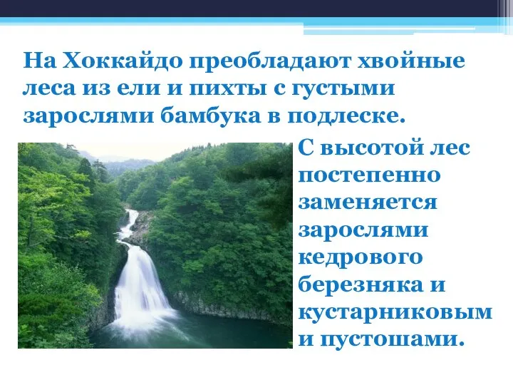 На Хоккайдо преобладают хвойные леса из ели и пихты с густыми зарослями