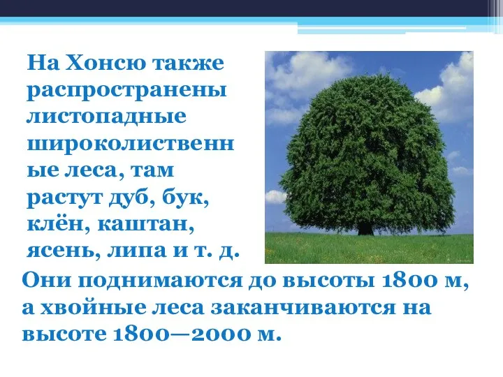 На Хонсю также распространены листопадные широколиственные леса, там растут дуб, бук, клён,