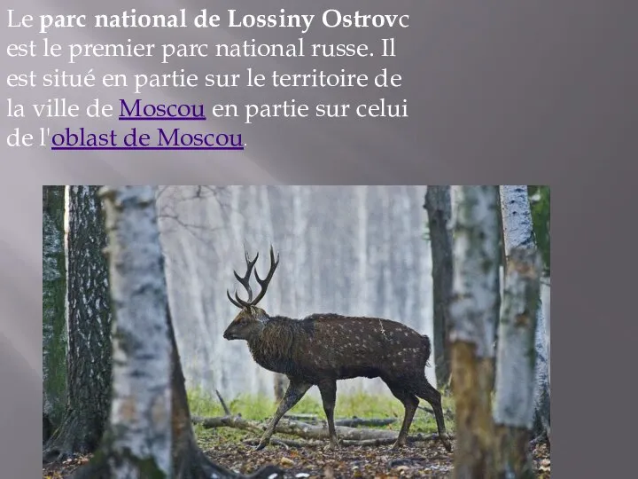Le parc national de Lossiny Ostrovc est le premier parc national russe.