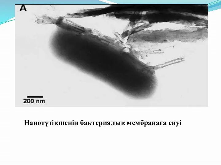 Нанотүтікшенің бактериялық мембранаға енуі