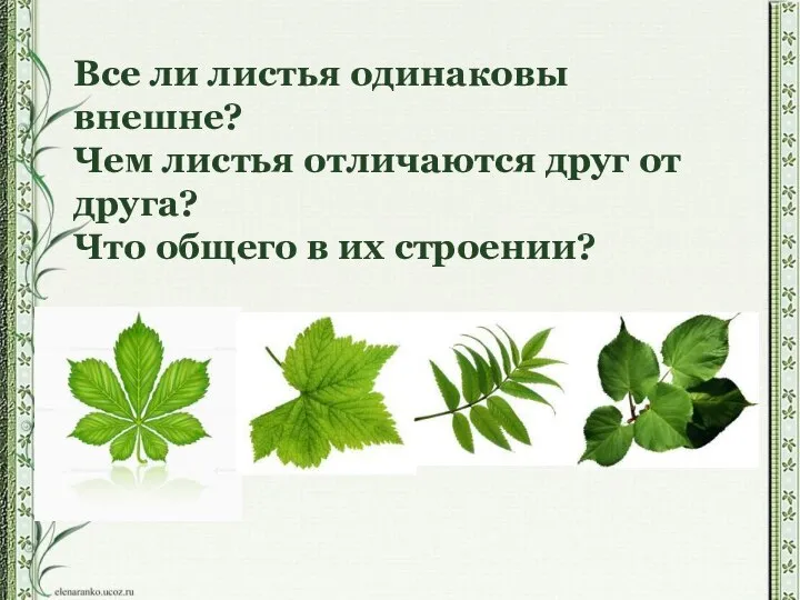 Все ли листья одинаковы внешне? Чем листья отличаются друг от друга? Что общего в их строении?