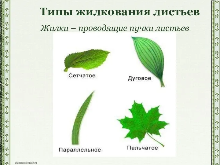 Типы жилкования листьев Жилки – проводящие пучки листьев