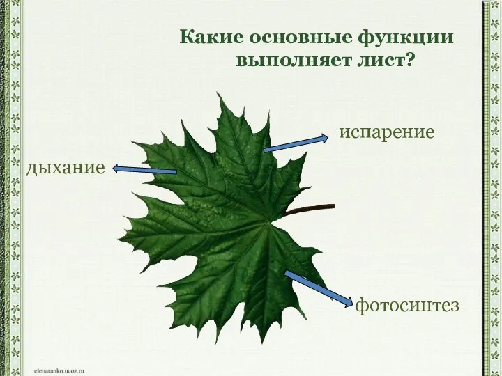 Какие основные функции выполняет лист? испарение фотосинтез дыхание