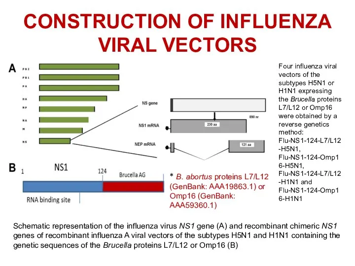 CONSTRUCTION OF INFLUENZA VIRAL VECTORS Schematic representation of the influenza virus NS1