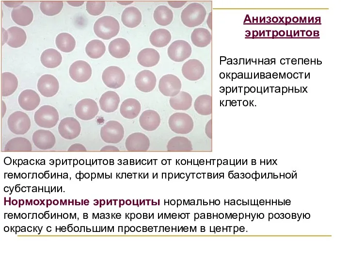 Окраска эритроцитов зависит от концентрации в них гемоглобина, формы клетки и присутствия