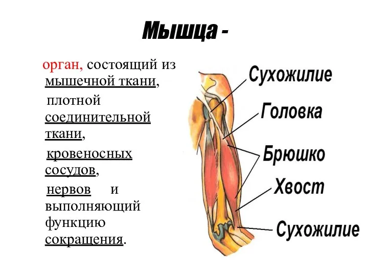 Мышца - орган, состоящий из мышечной ткани, плотной соединительной ткани, кровеносных сосудов,