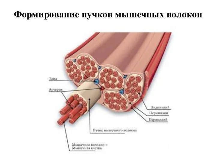 Формирование пучков мышечных волокон