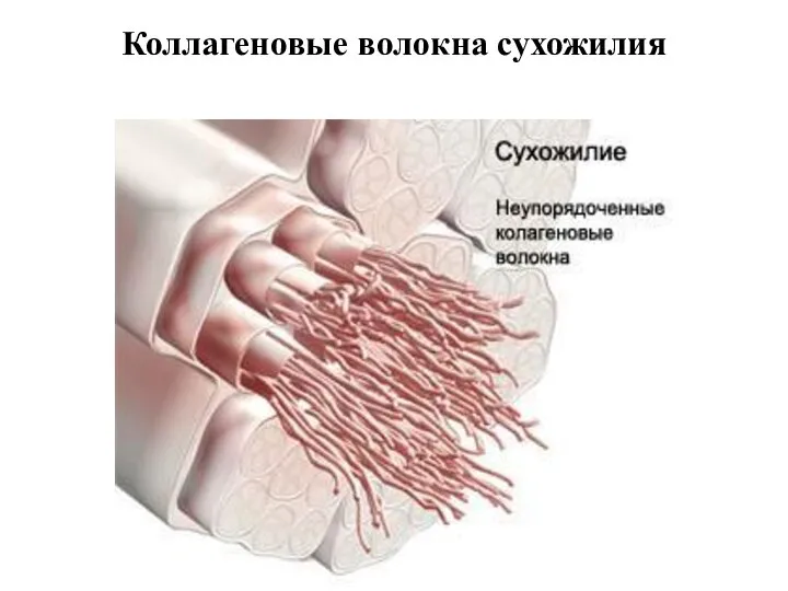 Коллагеновые волокна сухожилия