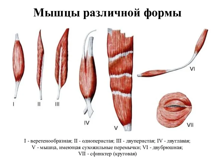 Мышцы различной формы I - веретенообразная; II - одноперистая; III - двуперистая;