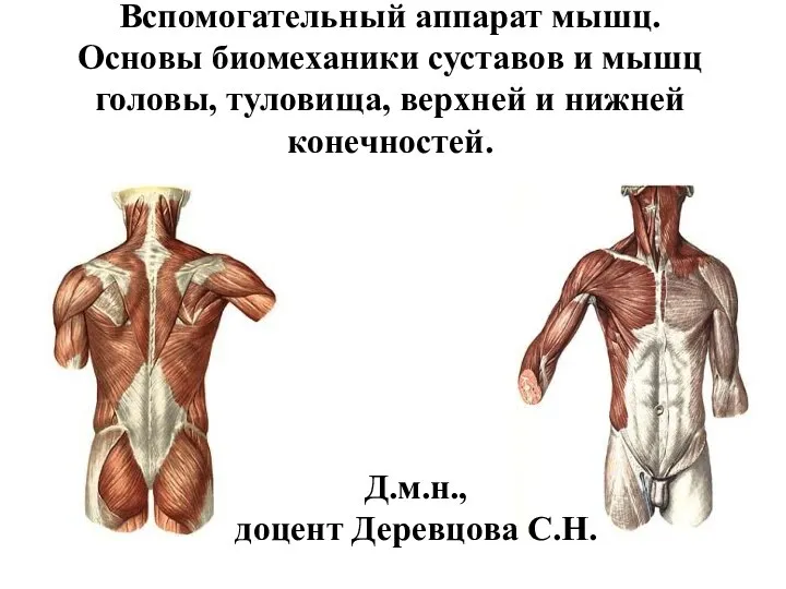 Вспомогательный аппарат мышц. Основы биомеханики суставов и мышц головы, туловища, верхней и
