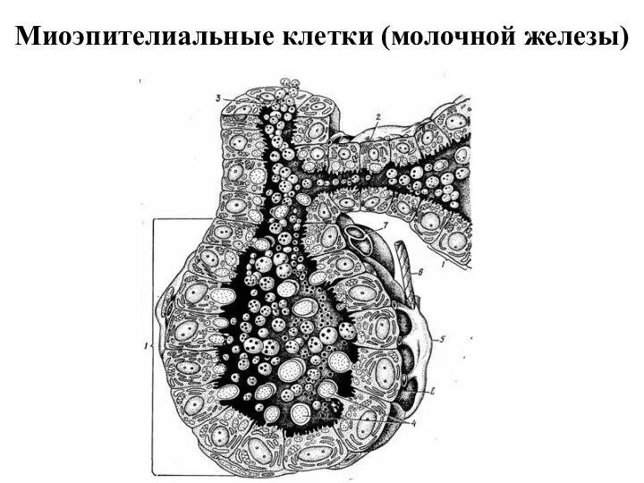 Миоэпителиальные клетки (молочной железы)