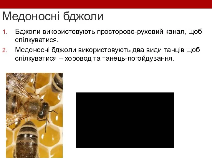 Медоносні бджоли Бджоли використовують просторово-руховий канал, щоб спілкуватися. Медоносні бджоли використовують два