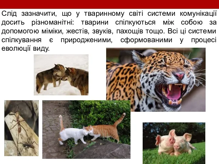 Слід зазначити, що у тваринному світі системи комунікації досить різноманітні: тварини спілкуються