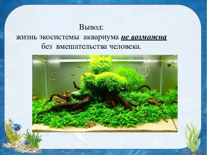 Вывод: жизнь экосистемы аквариума не возможна без вмешательства человека.