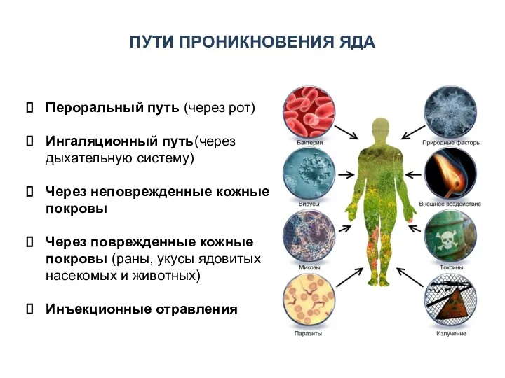 Пероральный путь (через рот) Ингаляционный путь(через дыхательную систему) Через неповрежденные кожные покровы