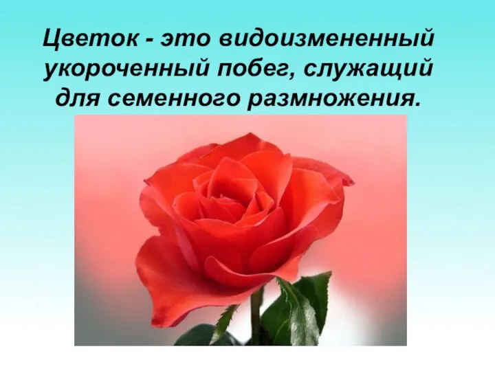 Цветок - это видоизмененный укороченный побег, служащий для семенного размножения.