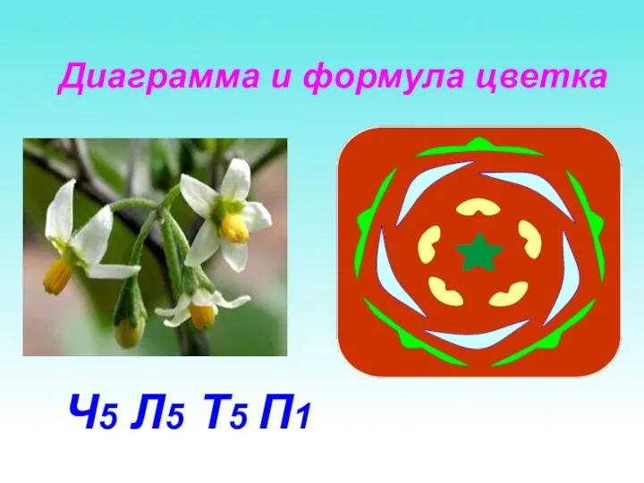 Диаграмма и формула цветка Ч5 Л5 Т5 П1
