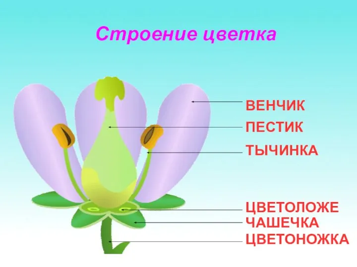 Строение цветка ВЕНЧИК ПЕСТИК ТЫЧИНКА ЦВЕТОЛОЖЕ ЧАШЕЧКА ЦВЕТОНОЖКА