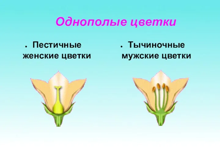Однополые цветки Пестичные женские цветки Тычиночные мужские цветки