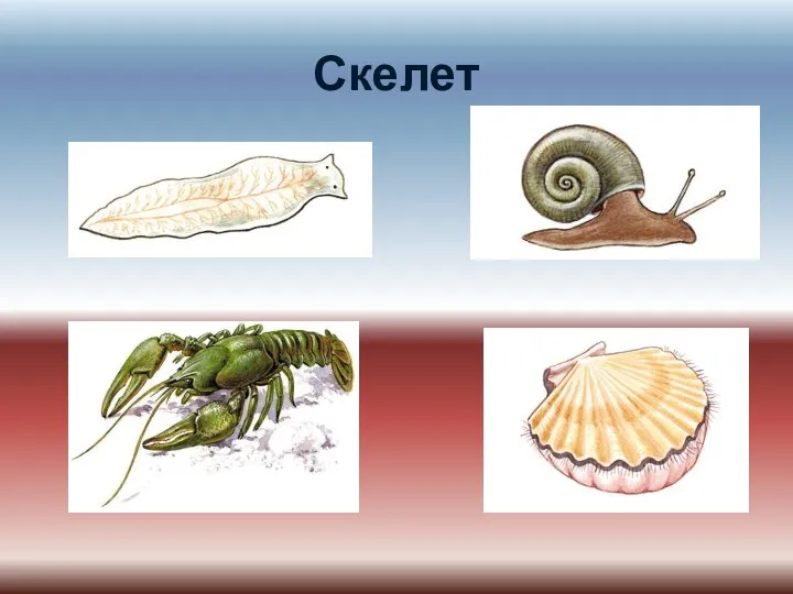 Скелет